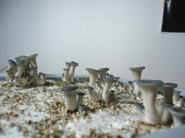 pleurotus-cd24.jpg