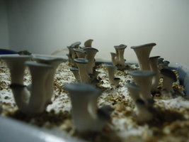 pleurotus-cd25.jpg