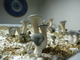 pleurotus-cd26.jpg