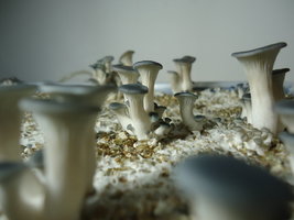 pleurotus-cd27.jpg