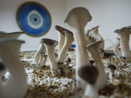 Pleurotus ostreatus(shimeji) casing