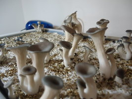 pleurotus-cd29.jpg