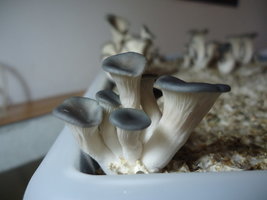 pleurotus-cd30.jpg