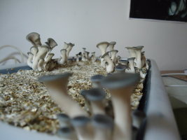 pleurotus-cd31.jpg
