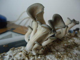 pleurotus-cd32.jpg
