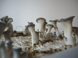 pleurotus-cd33.jpg