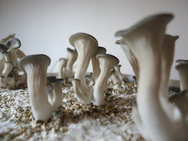 pleurotus-cd34.jpg