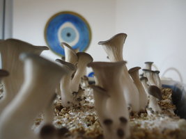 pleurotus-cd35.jpg
