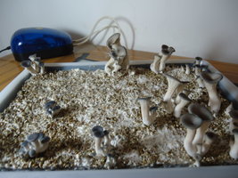pleurotus-cd37.jpg