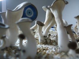 pleurotus-cd38.jpg