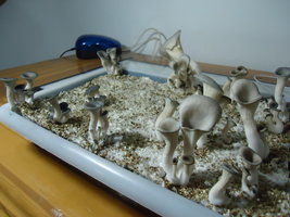 pleurotus-cd39.jpg