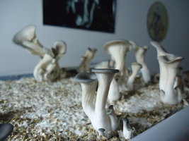 pleurotus-cd40.jpg