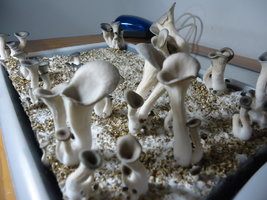 pleurotus-cd41.jpg