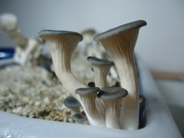 pleurotus-cd42.jpg