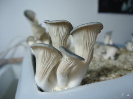 pleurotus-cd43.jpg