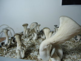 pleurotus-cd44.jpg