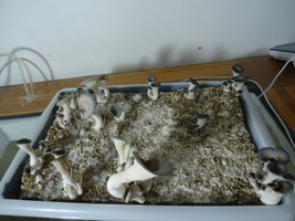 pleurotus-cd45.jpg