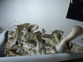 pleurotus-cd46.jpg
