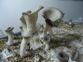 pleurotus-cd47.jpg