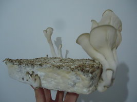 pleurotus-cd48.jpg