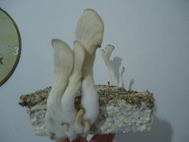 pleurotus-cd49.jpg