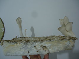 pleurotus-cd50.jpg