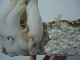 pleurotus-cd51.jpg