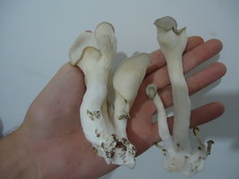 pleurotus-cd52.jpg