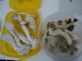 pleurotus-cd53.jpg