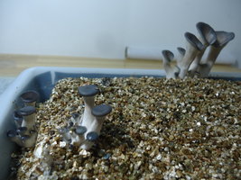 pleurotus-cd54.jpg