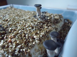 pleurotus-cd56.jpg