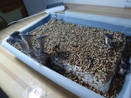 pleurotus-cd57.jpg