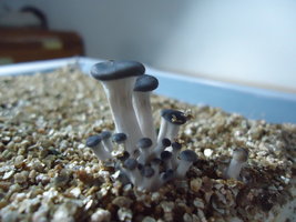 pleurotus-cd58.jpg