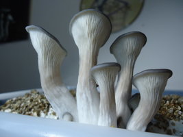 pleurotus-cd59.jpg