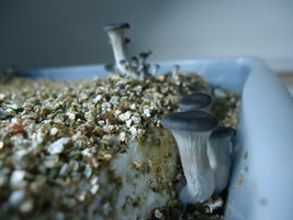 pleurotus-cd60.jpg