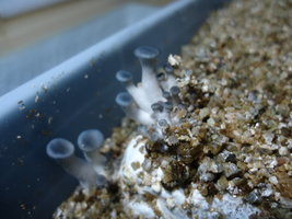 pleurotus-cd61.jpg