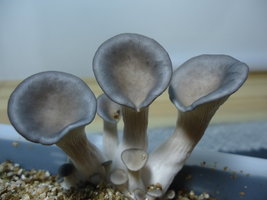 pleurotus-cd62.jpg