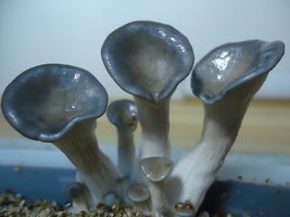 pleurotus-cd63.jpg
