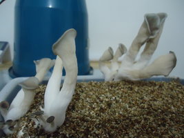 pleurotus-cd64.jpg