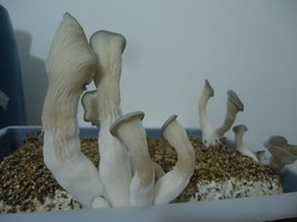 pleurotus-cd65.jpg