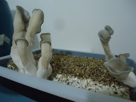 pleurotus-cd66.jpg