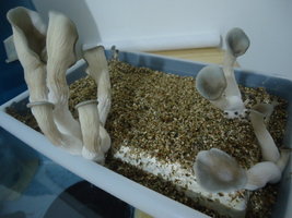 pleurotus-cd67.jpg