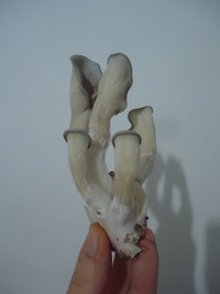 pleurotus-cd68.jpg