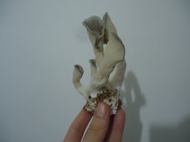 pleurotus-cd69.jpg