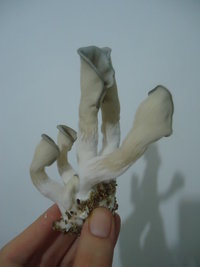 pleurotus-cd70.jpg