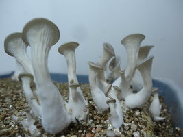 pleurotus-cd71.jpg
