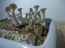 pleurotus-cd72.jpg