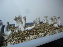 pleurotus-cd73.jpg