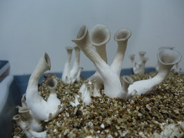 pleurotus-cd74.jpg