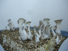 pleurotus-cd75.jpg
